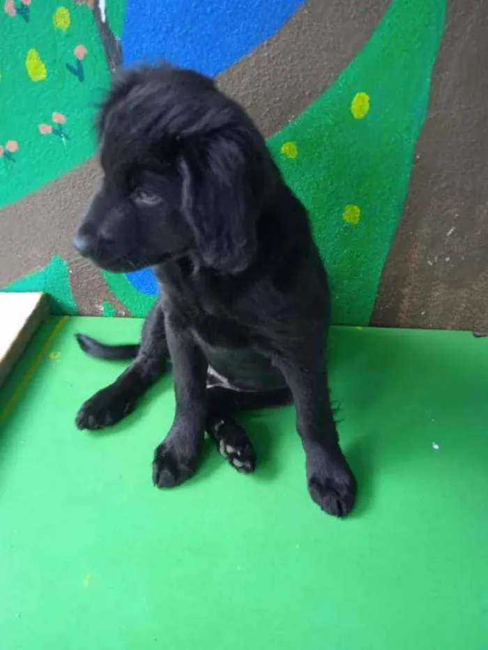 Cachorro ra a SRD idade 2 a 6 meses nome Bradock