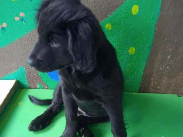 Cachorro ra a SRD idade 2 a 6 meses nome Bradock