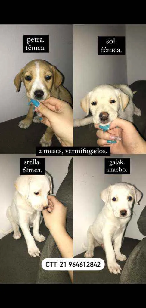Cachorro ra a SRD idade 2 a 6 meses nome Filhotes 