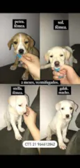 Filhotes