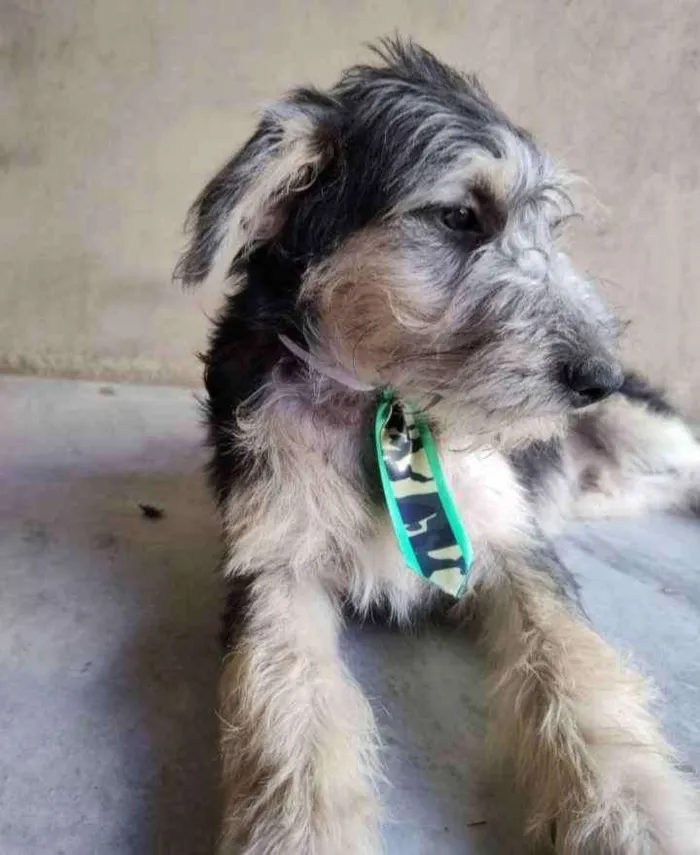 Cachorro ra a SRD idade 7 a 11 meses nome Luke