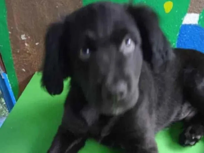 Cachorro ra a SRD idade 2 a 6 meses nome Bradock