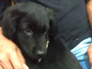 Cachorro raça SRD idade 2 a 6 meses nome Bradock