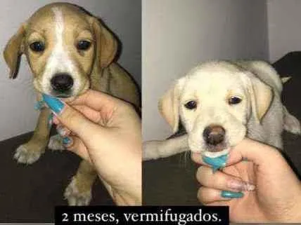 Cachorro ra a SRD idade 2 a 6 meses nome Filhotes 
