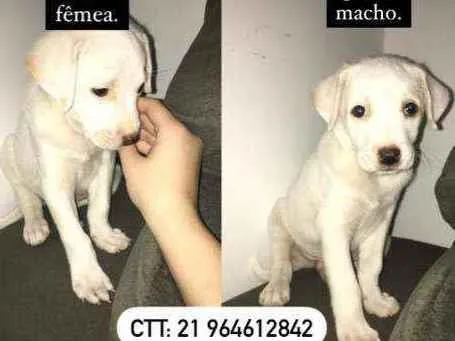 Cachorro ra a SRD idade 2 a 6 meses nome Filhotes 