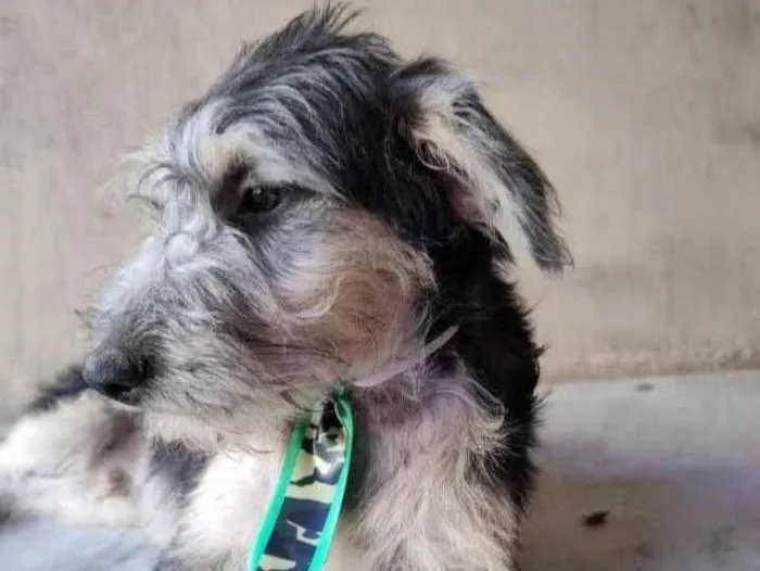 Cachorro ra a SRD idade 7 a 11 meses nome Luke