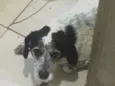 Cachorro raça SRD idade 6 ou mais anos nome Gorda