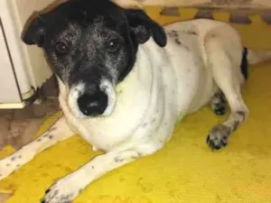 Cachorro raça SRD-ViraLata idade 5 anos nome Jojo - Especial