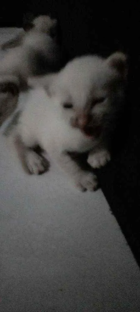 Gato ra a Siamês idade Abaixo de 2 meses nome Sem nome 