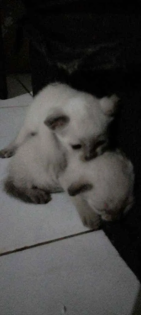Gato ra a Siamês idade Abaixo de 2 meses nome Sem nome 
