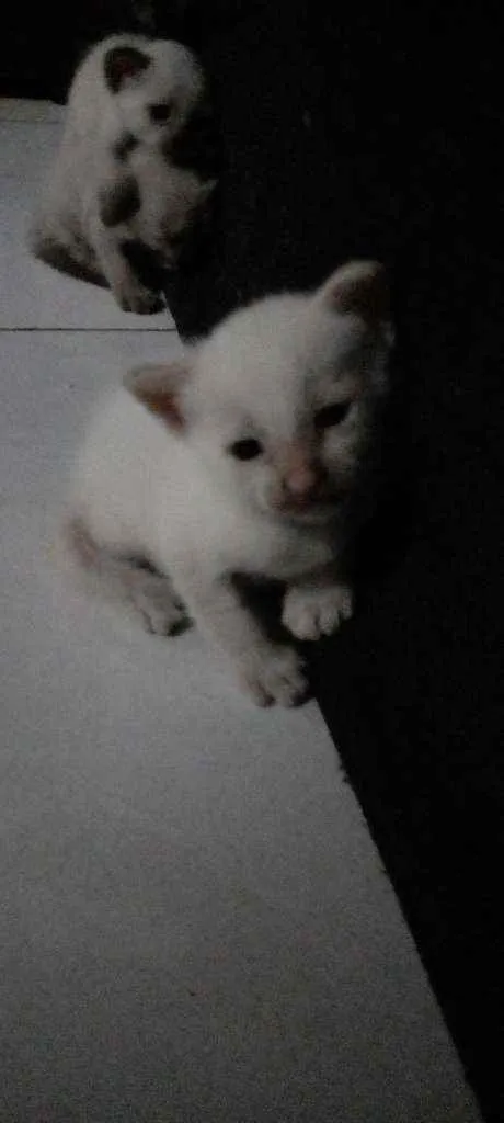 Gato ra a Siamês idade Abaixo de 2 meses nome Sem nome 