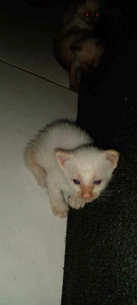Gato ra a Siamês idade Abaixo de 2 meses nome Sem nome 