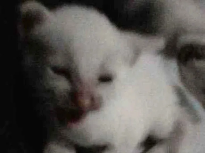 Gato ra a Siamês idade Abaixo de 2 meses nome Sem nome 