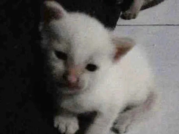 Gato ra a Siamês idade Abaixo de 2 meses nome Sem nome 