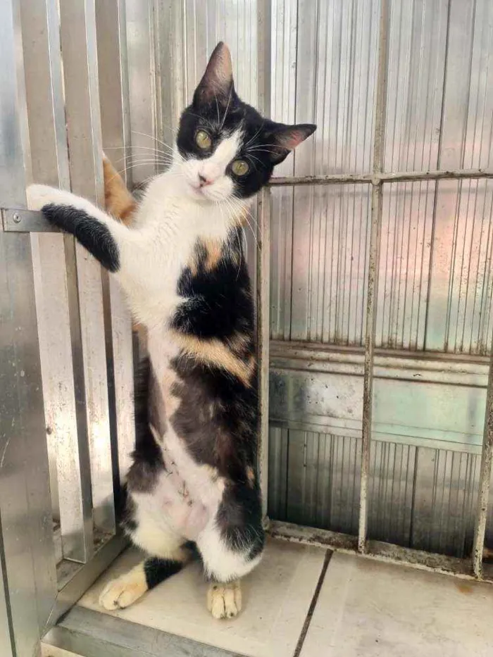 Gato ra a SRD idade 7 a 11 meses nome Pandora