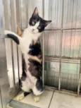 Pandora