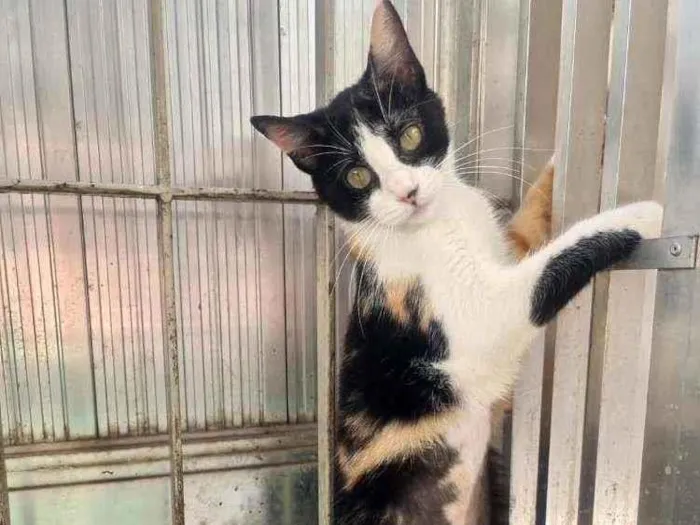 Gato ra a SRD idade 7 a 11 meses nome Pandora