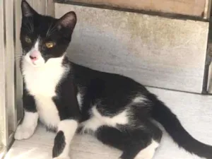 Gato raça SRD idade 2 a 6 meses nome Mylon