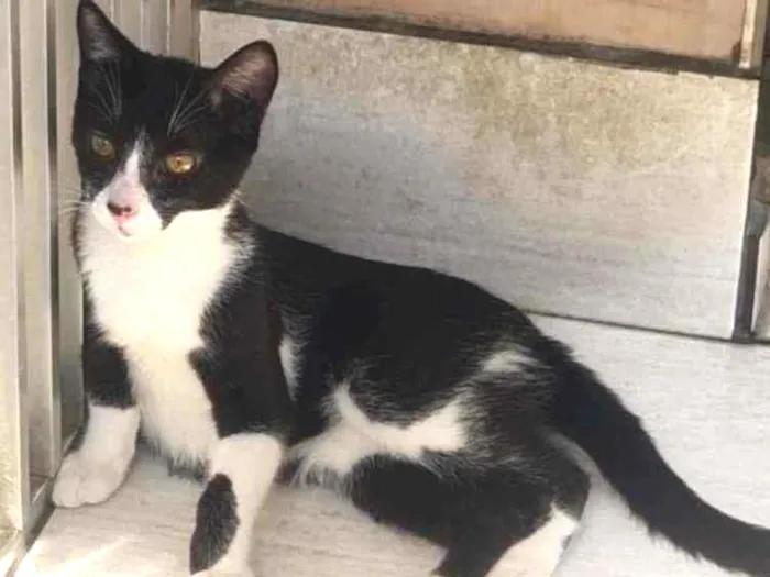 Gato ra a SRD idade 2 a 6 meses nome Mylon