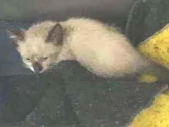 Gato raça N/A idade Abaixo de 2 meses nome Ariel