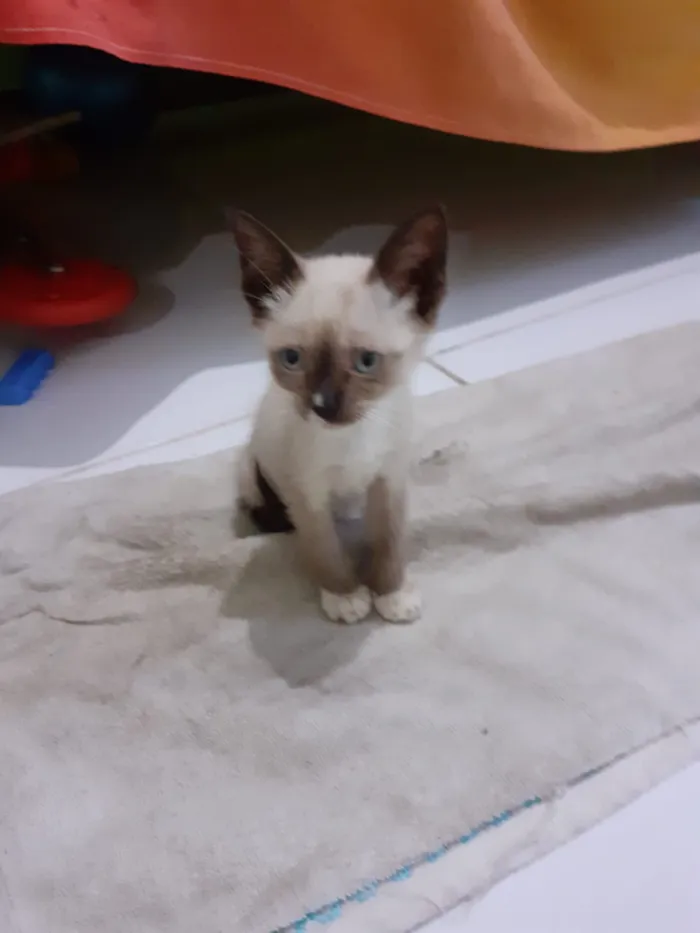 Gato ra a Siamês idade Abaixo de 2 meses nome Sem nome