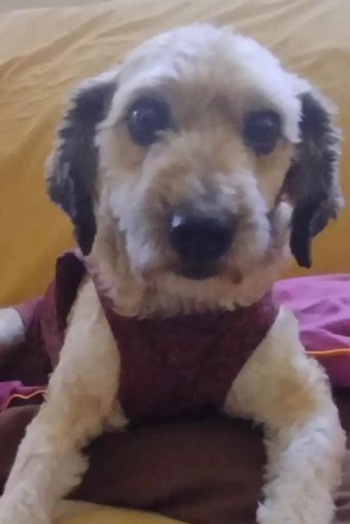 Cachorro ra a Poodle mix idade 4 anos nome Cristal