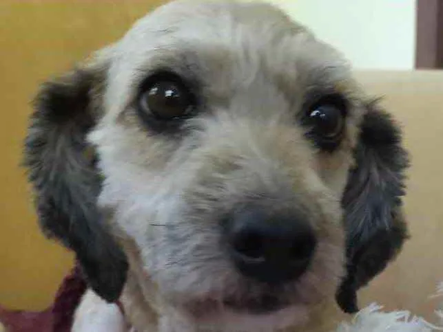 Cachorro ra a Poodle mix idade 4 anos nome Cristal
