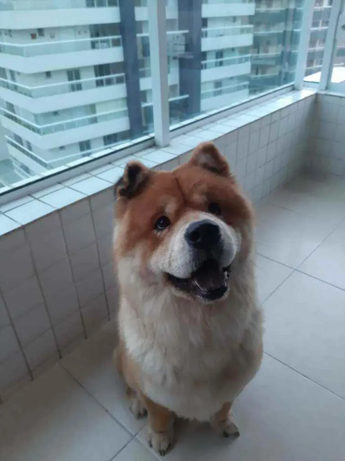 Cachorro ra a Chow Chow  idade 3 anos nome Igor