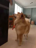 Igor