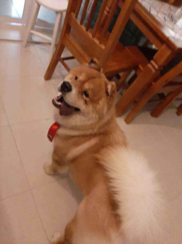 Cachorro ra a Chow Chow  idade 3 anos nome Igor