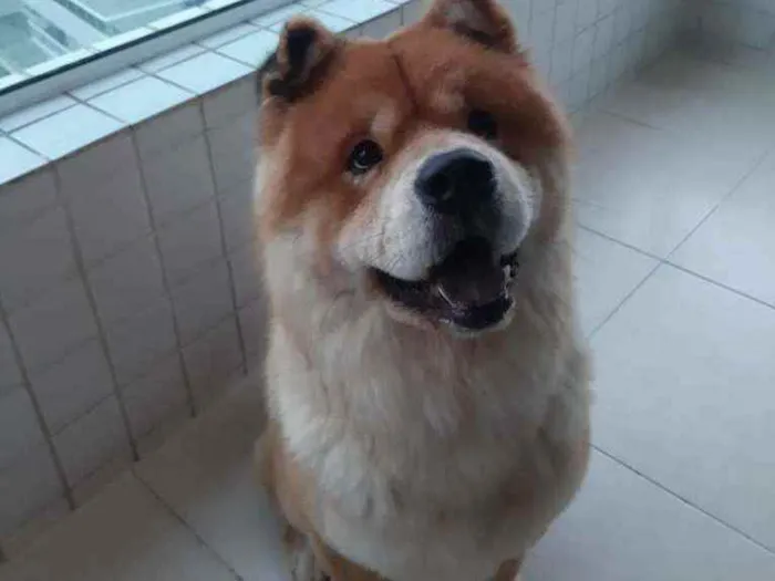 Cachorro ra a Chow Chow  idade 3 anos nome Igor