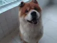 Igor