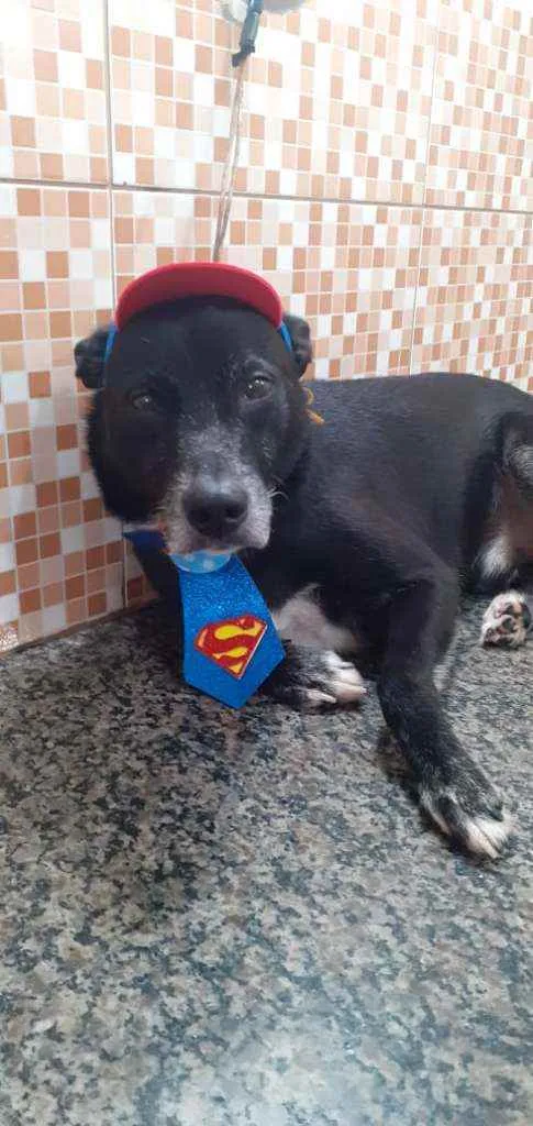 Cachorro ra a Srd idade 6 ou mais anos nome GUI