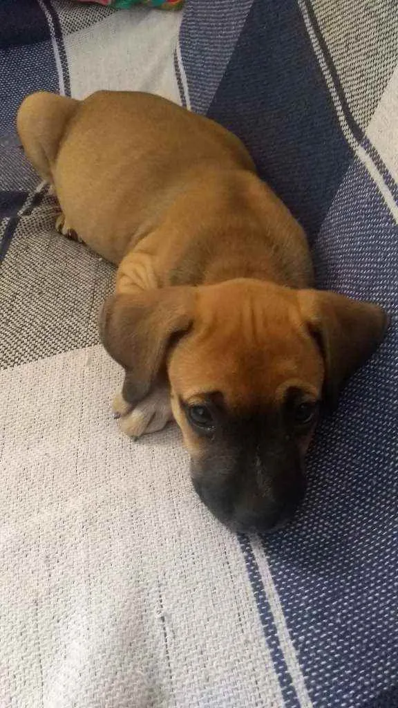 Cachorro raça Vira lata idade 2 a 6 meses nome Jolyne