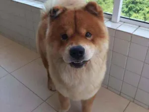 Cachorro raça Chow Chow  idade 3 anos nome Igor