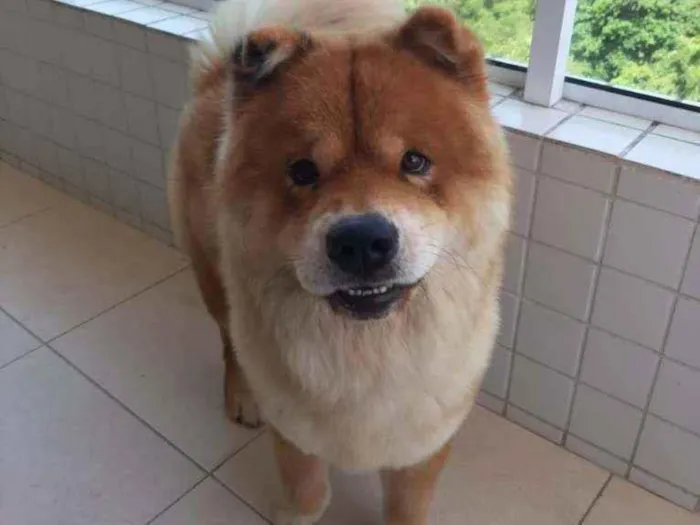 Cachorro ra a Chow Chow  idade 3 anos nome Igor