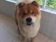 Igor