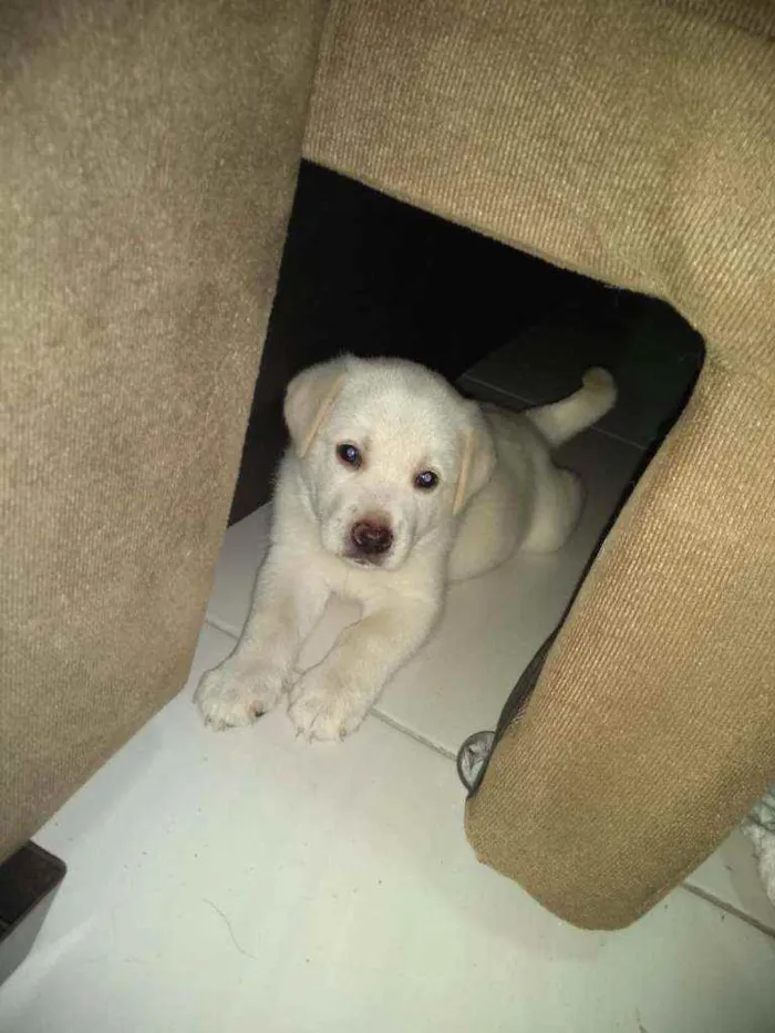 Cachorro ra a SRD idade 2 a 6 meses nome São filhotes 