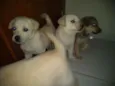 São filhotes 