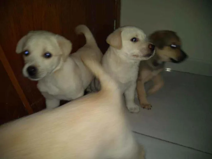 Cachorro ra a SRD idade 2 a 6 meses nome São filhotes 