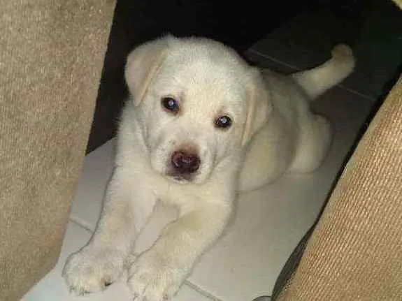 Cachorro ra a SRD idade 2 a 6 meses nome São filhotes 