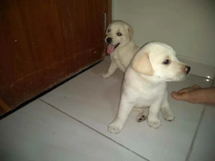 Cachorro ra a SRD idade 2 a 6 meses nome São filhotes 