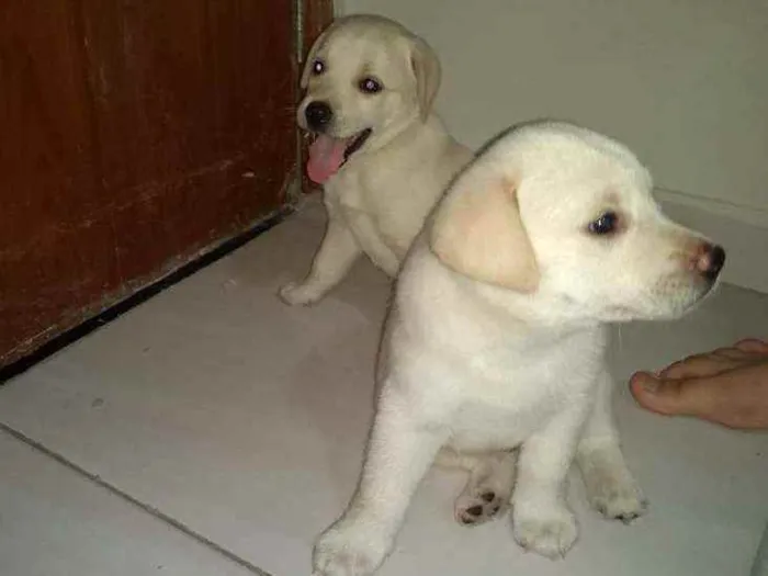 Cachorro ra a SRD idade 2 a 6 meses nome São filhotes 