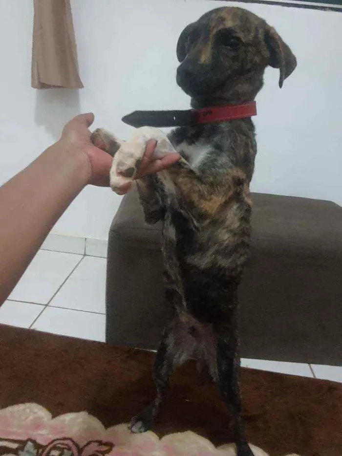 Cachorro ra a SRD idade 2 a 6 meses nome Marley