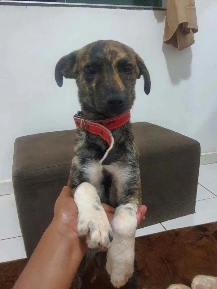 Cachorro ra a SRD idade 2 a 6 meses nome Marley