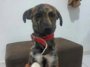 Cachorro raça SRD idade 2 a 6 meses nome Marley