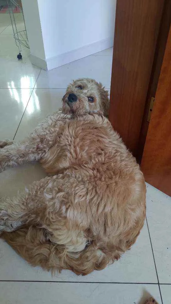 Cachorro ra a Srd idade 2 anos nome Kiwi