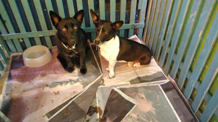 Cachorro raça SRD  idade 1 ano nome Apolo e Romeu 