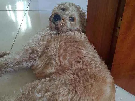 Cachorro ra a Srd idade 2 anos nome Kiwi