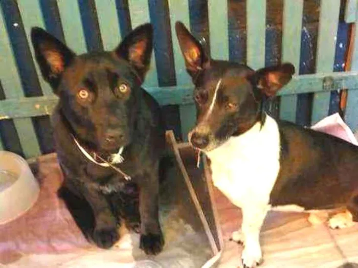 Cachorro raça SRD  idade 1 ano nome Apolo e Romeu 